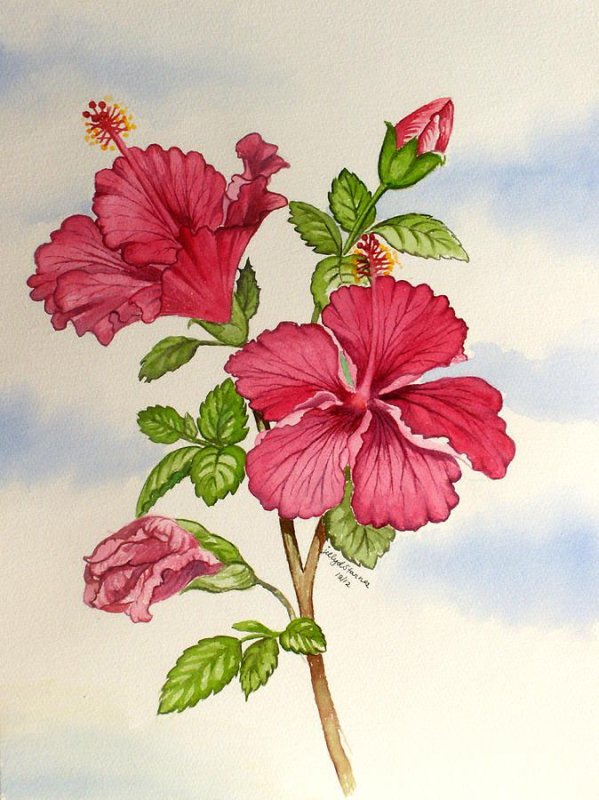 Гибискус Botanical