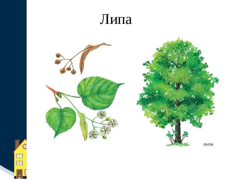 Липа сердцевидная детям