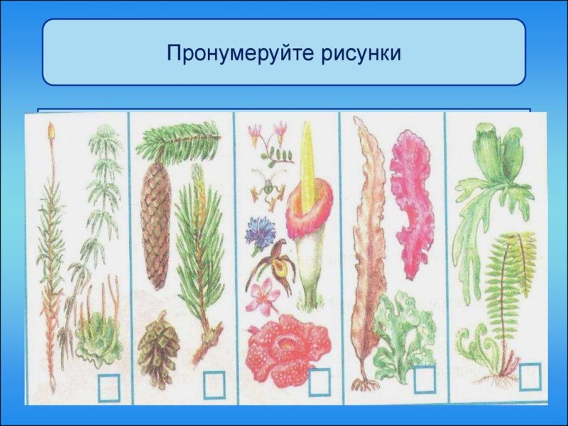 Разнообразие растений