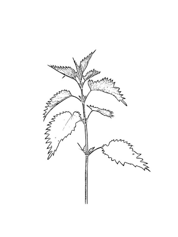 Крапива двудомная нарисовать