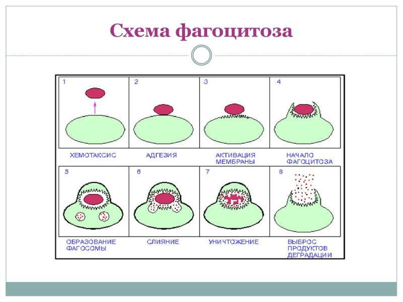 Стадии фагоцитоза иммунология схема