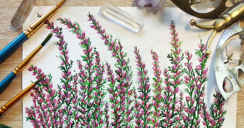 Calluna vulgaris акварель