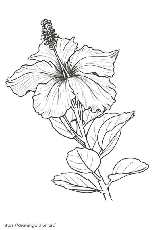 Bright Hibiscus drawing on Black