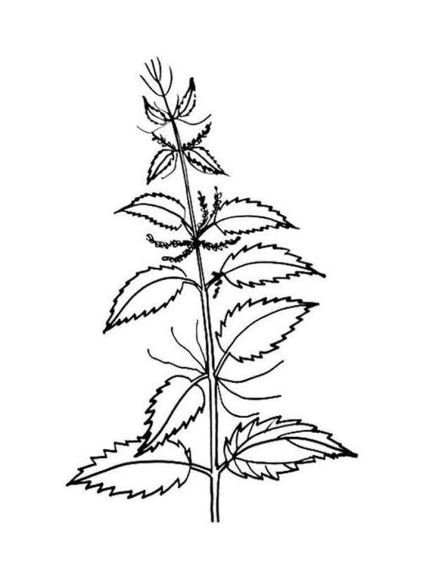 Крапива двудомная (Urtica dioica)