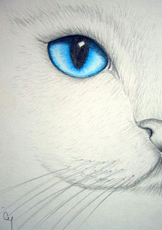 Кошка карандашом