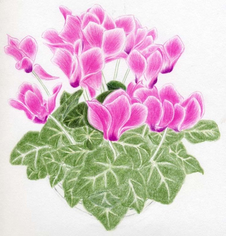 Цикламен кавказский рисунок