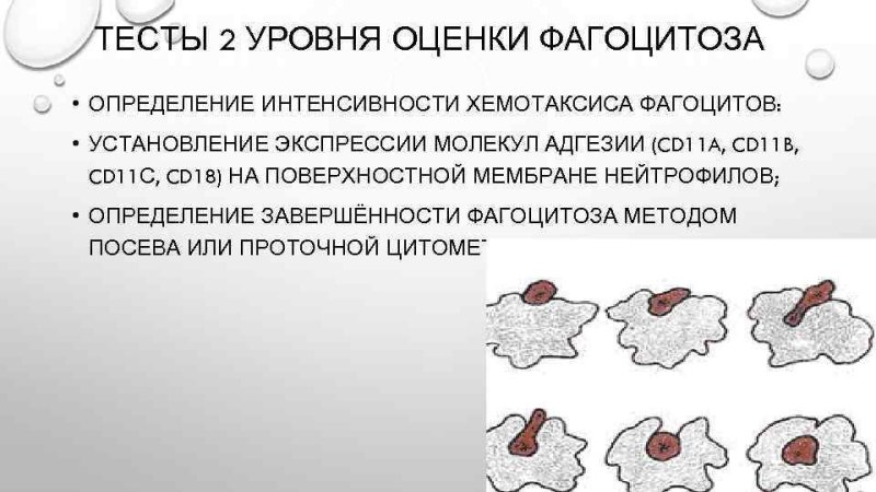 Методы оценки фагоцитоза