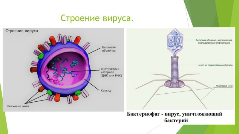 Строение вируса биология 10