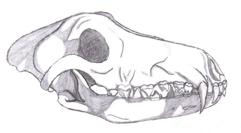 Череп волка для рисования