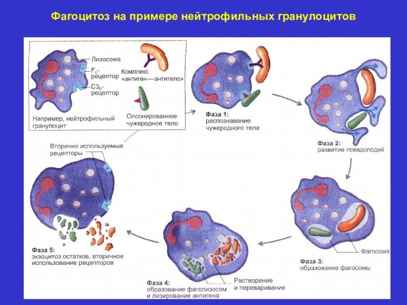 Фагоцитоз макрофагов схема