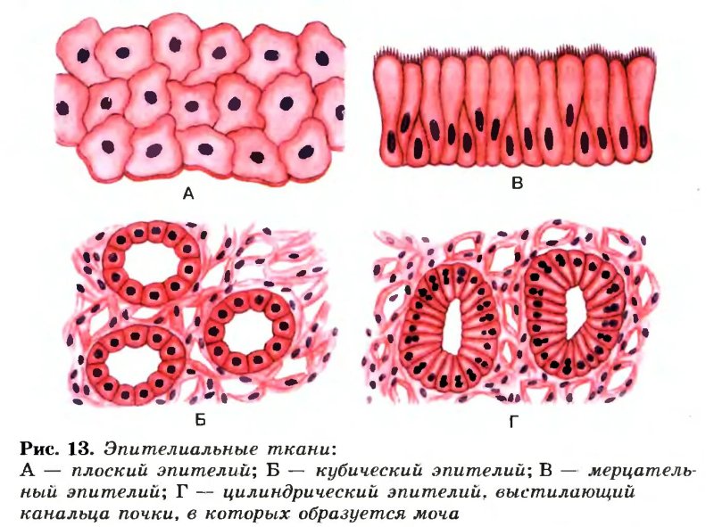 Эпителиальная клетка