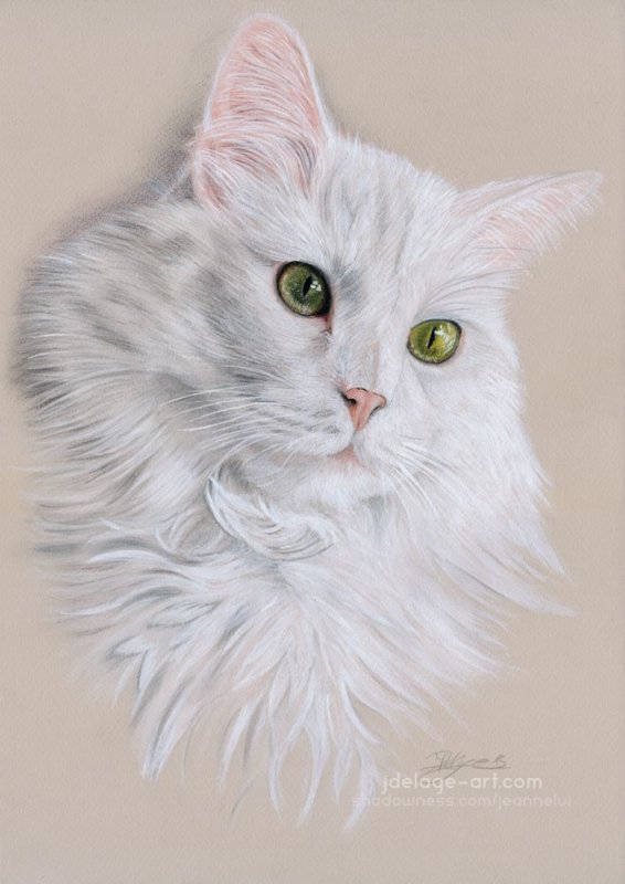 Кошка турецкая ангора белая