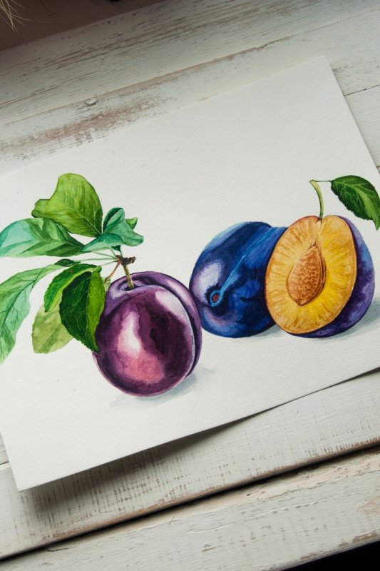 Слива цветными карандашами