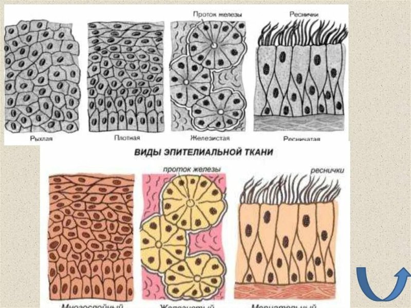 Эпителиальная ткань строение рисунок