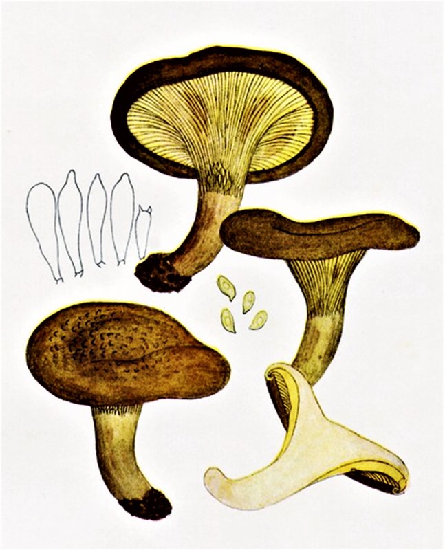 Paxillus involutus