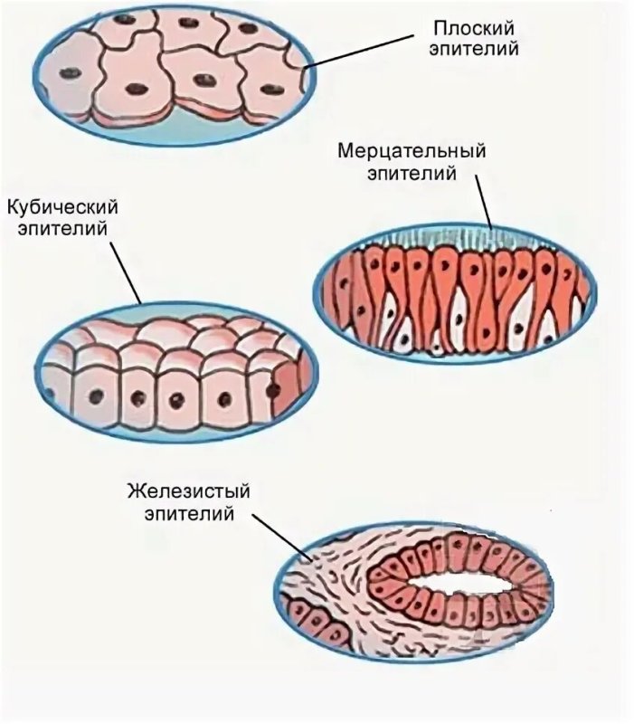 Клетки эпителиальной ткани рисунок
