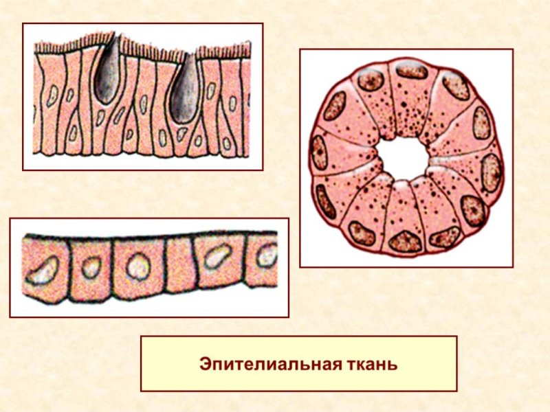 Эпитымальные ткань ,bjkjubz