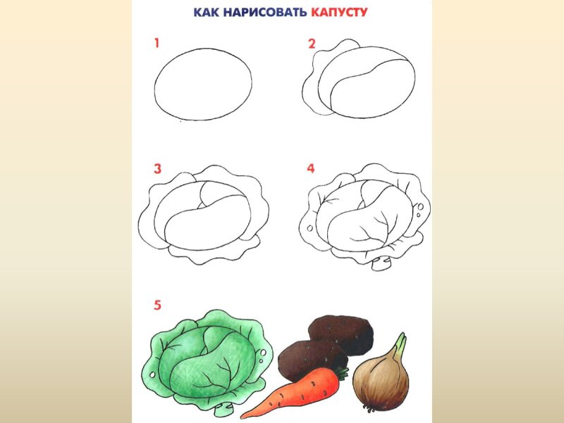 Нарисовать капусту для детей