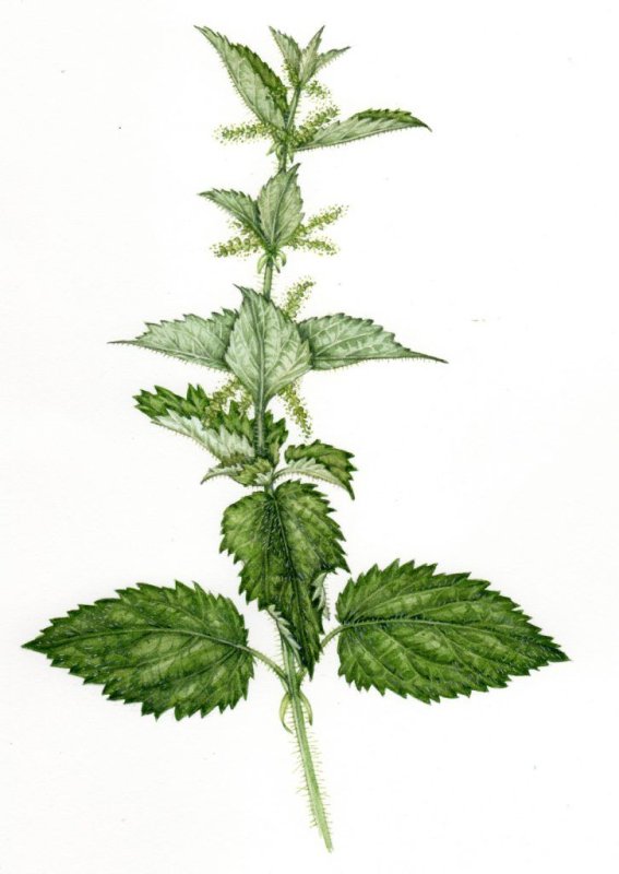 Крапива (Urtica dioica)