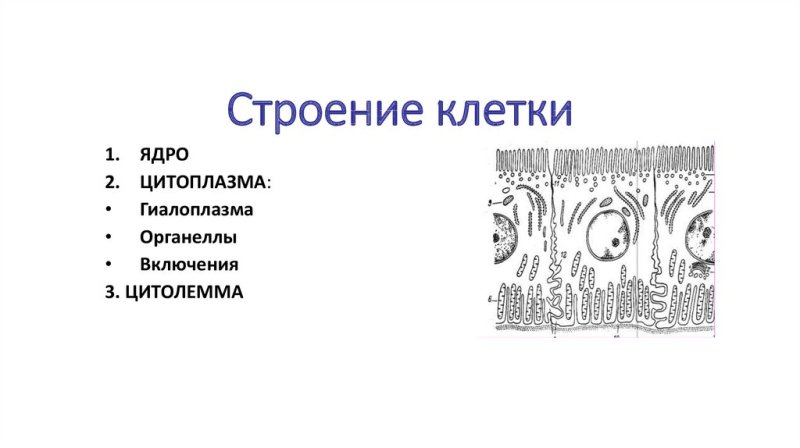 Строение клетки гиалоплазма