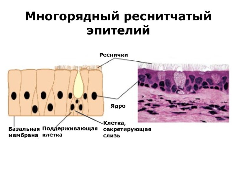 Многорядный мерцательный эпителий
