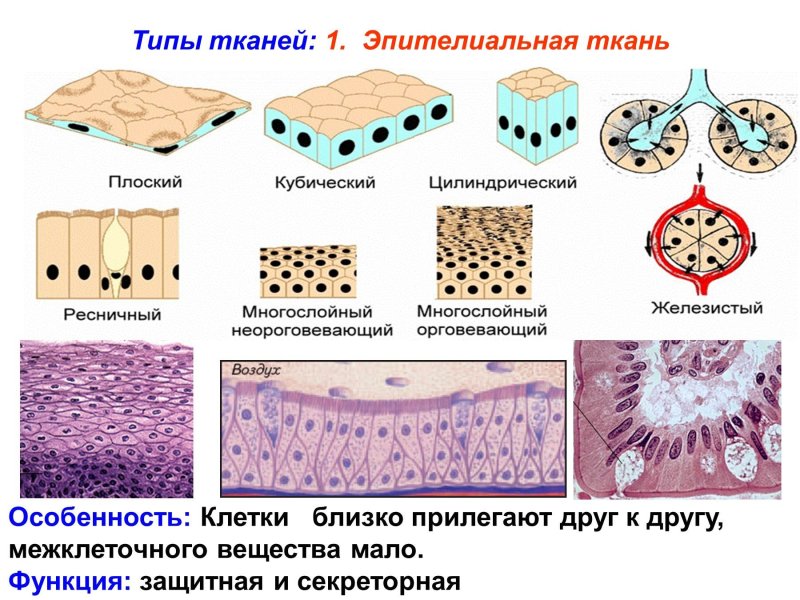 Строение эпителиальной ткани анатомия