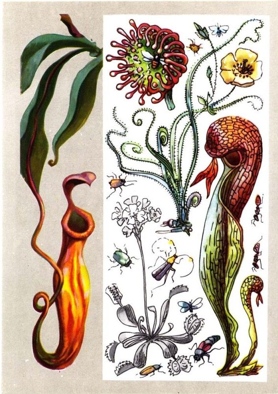 хищное растение