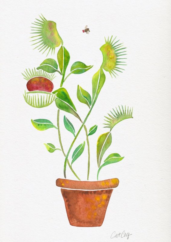 венерина мухоловка акварель