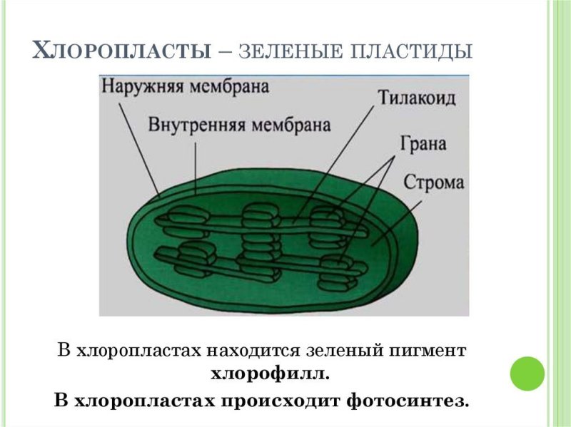 Пластиды это у клетки растения на схеме