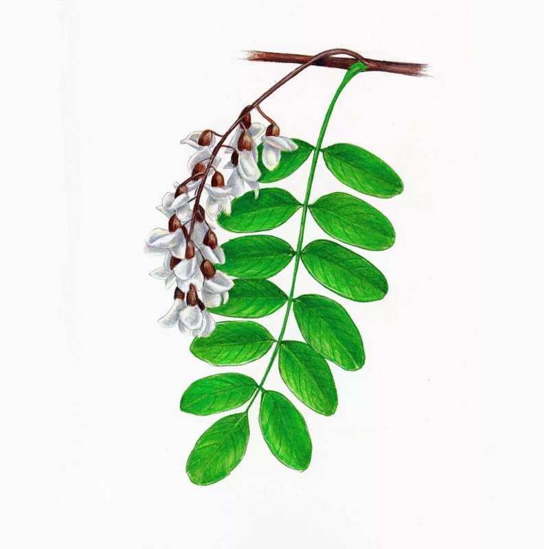 Белая Акация Робиния ложноакациевая