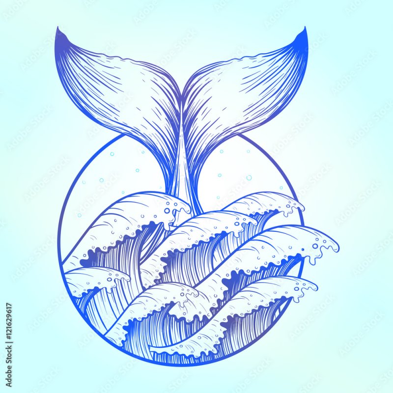 Хвост кита рисунок