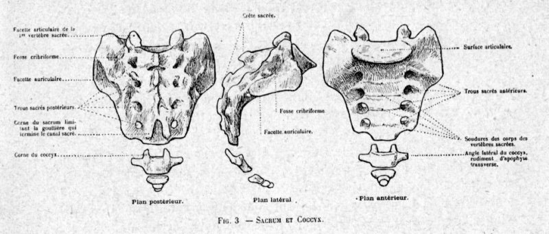 Крестцовый позвонок строение анатомия