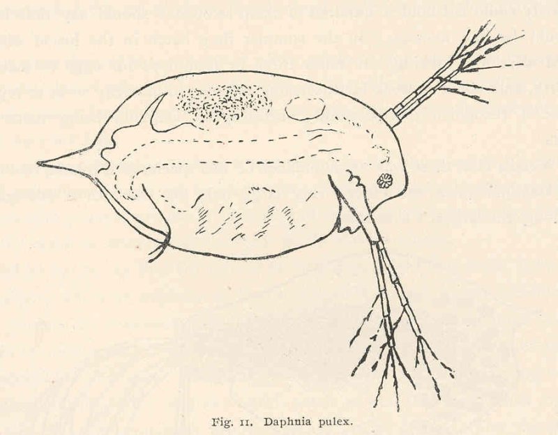 Daphnia pulex строение