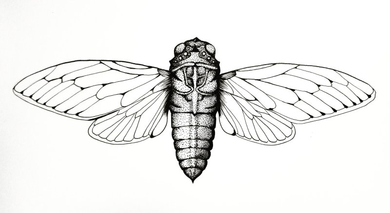 Cicada 3301 тату