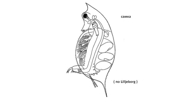 Daphnia hyalina