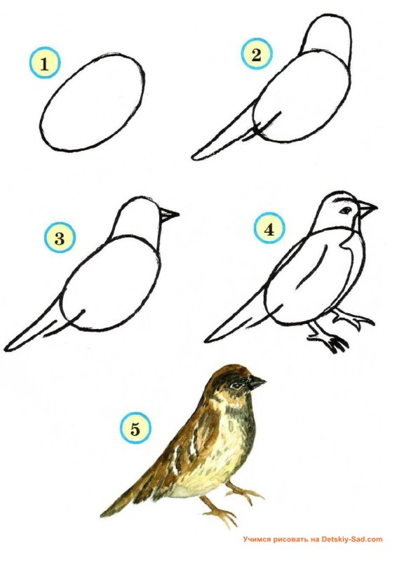 рисование воробья