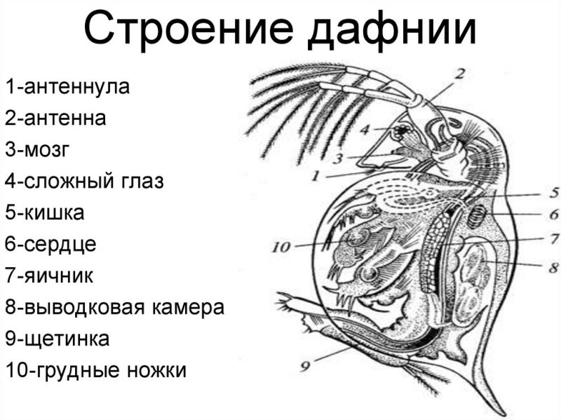 Внутреннее строение дафнии