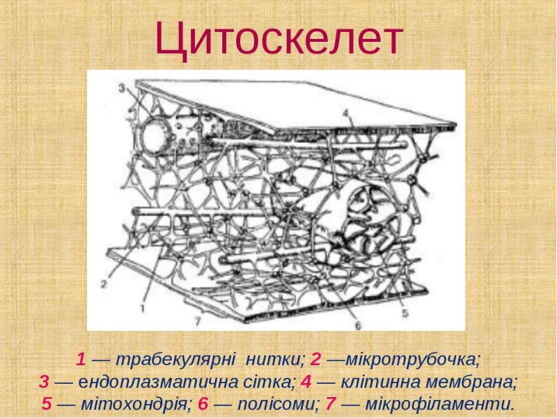 Строение цитоскелета растительной клетки