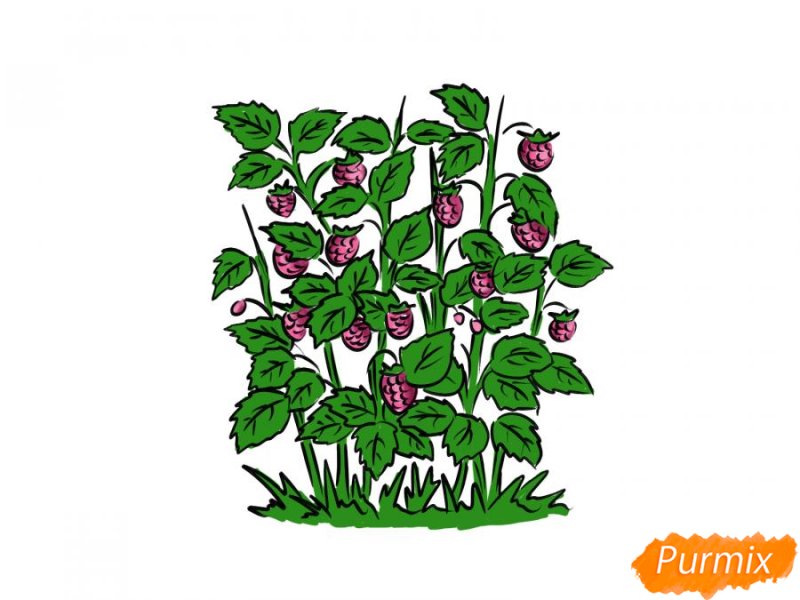 Куст малины рисунок для детей
