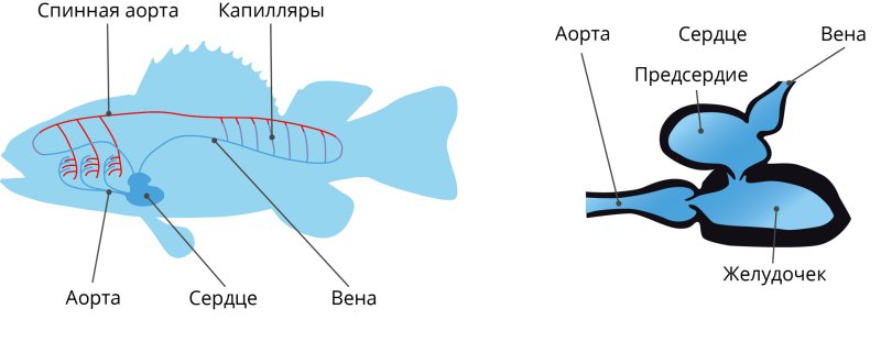 Кровеносная система костистых рыб