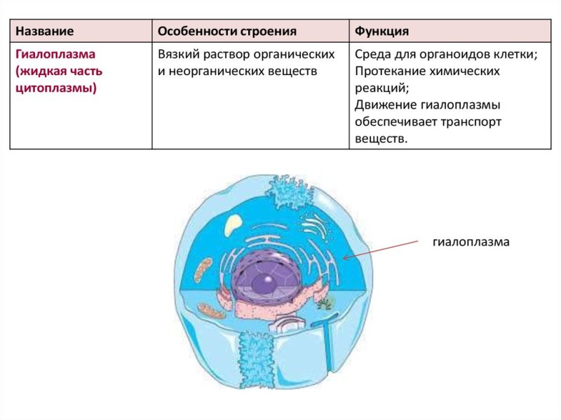 Цитоплазма ядро мембрана