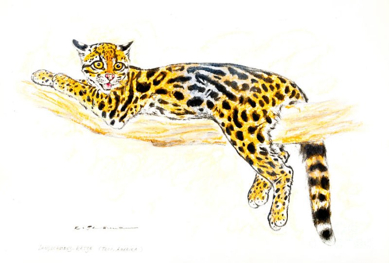 Оцелот на белом фоне