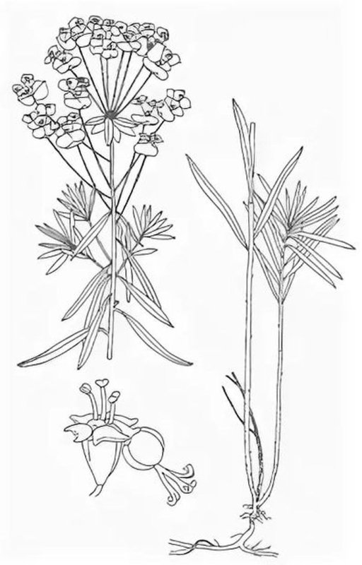 Молочай лозный (Euphorbia virgata)