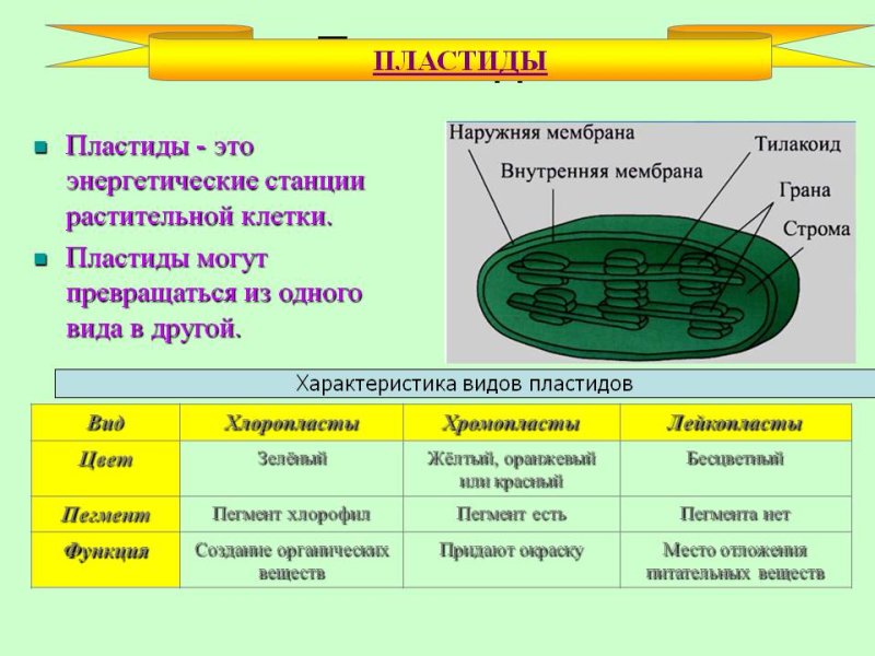 Пластиды у растительной клетки лейкопласты