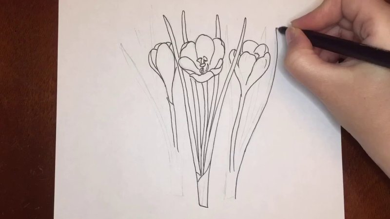 Крокус нарисовать карандашом поэтапно
