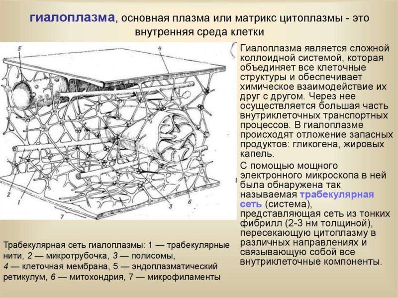 Гиалоплазма строение