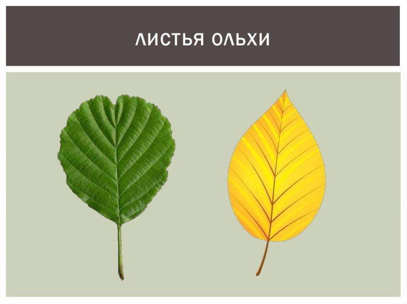 Лист ольхи