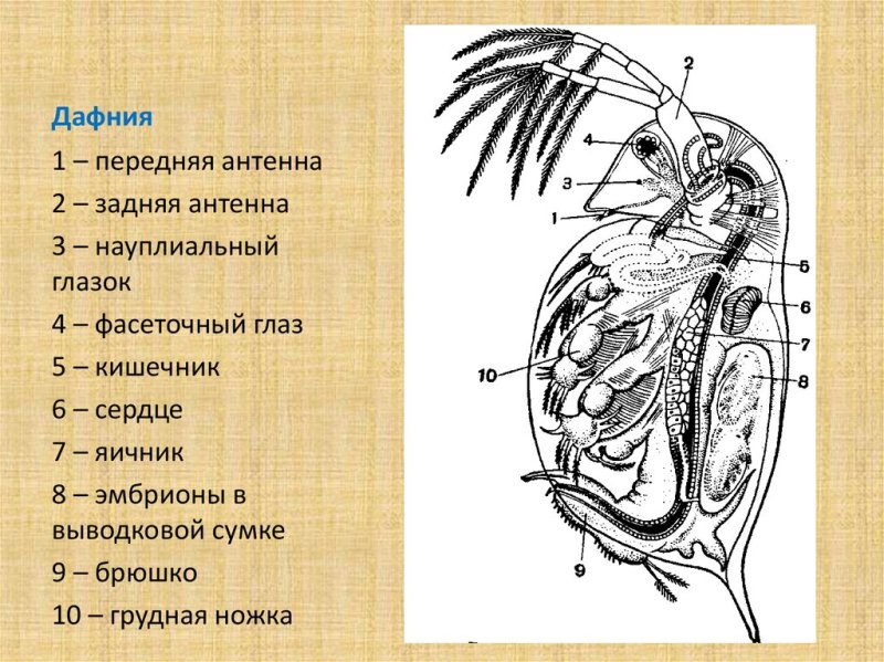 Ветвистоусый рачок дафния строение