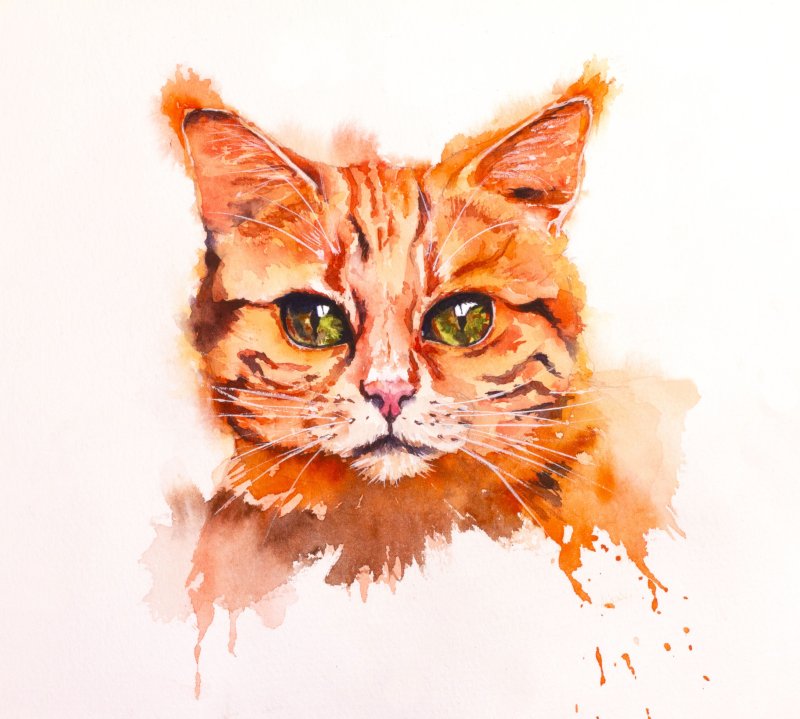 Котик скетч