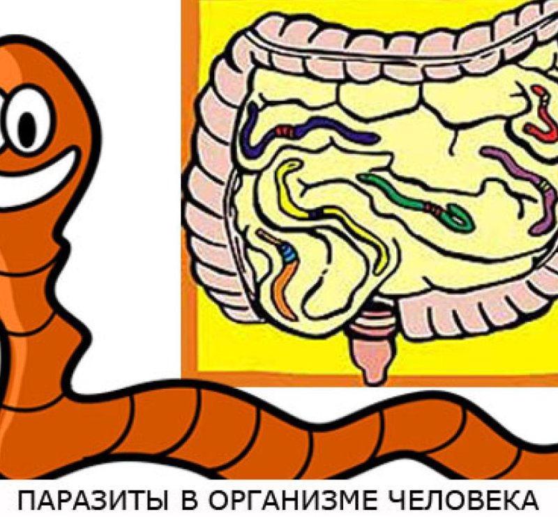 Червяки которые живут в животе человека